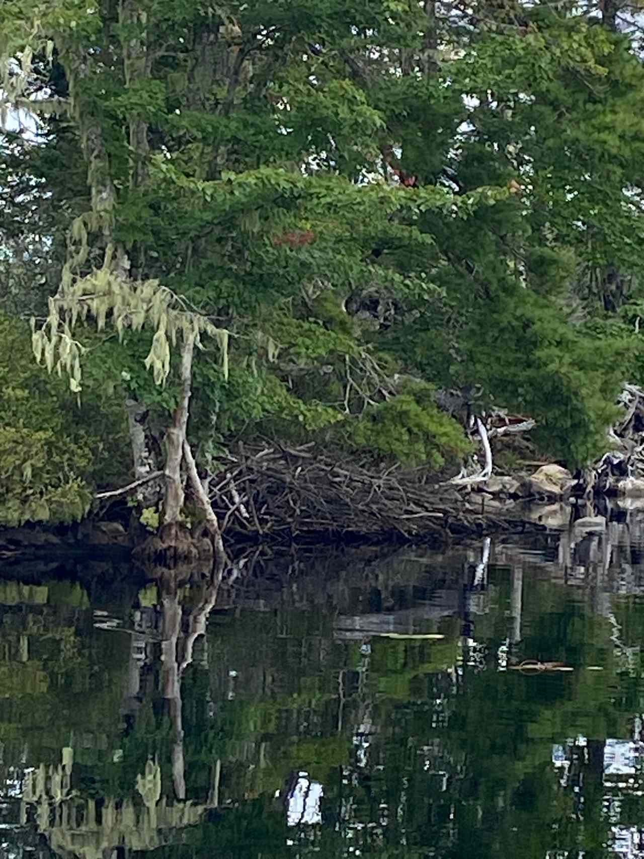 You might see out friend,
Maple. He has a home just left of the dock! 🦫