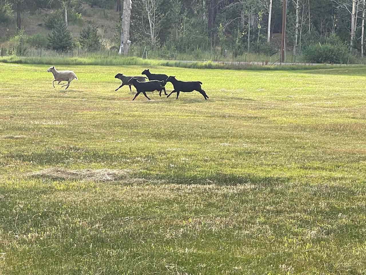 L.Davis Ranch and Olde LYFE Alpacas