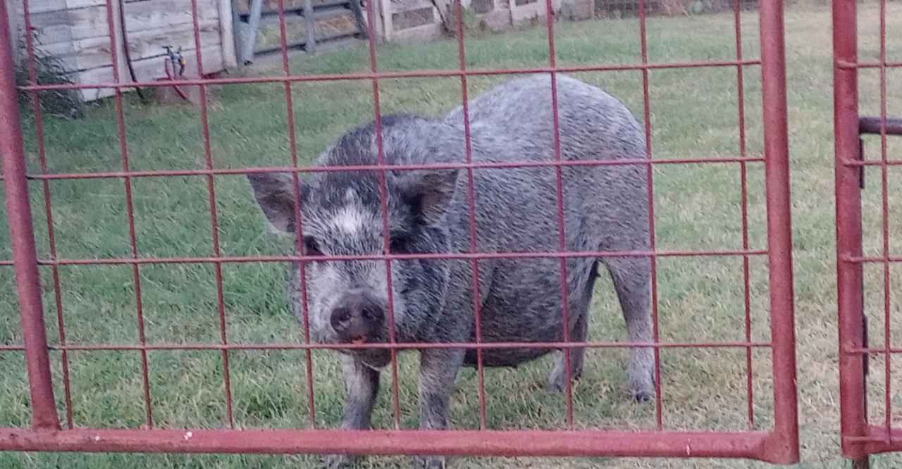 Miss Piggy, the pot belly pig 