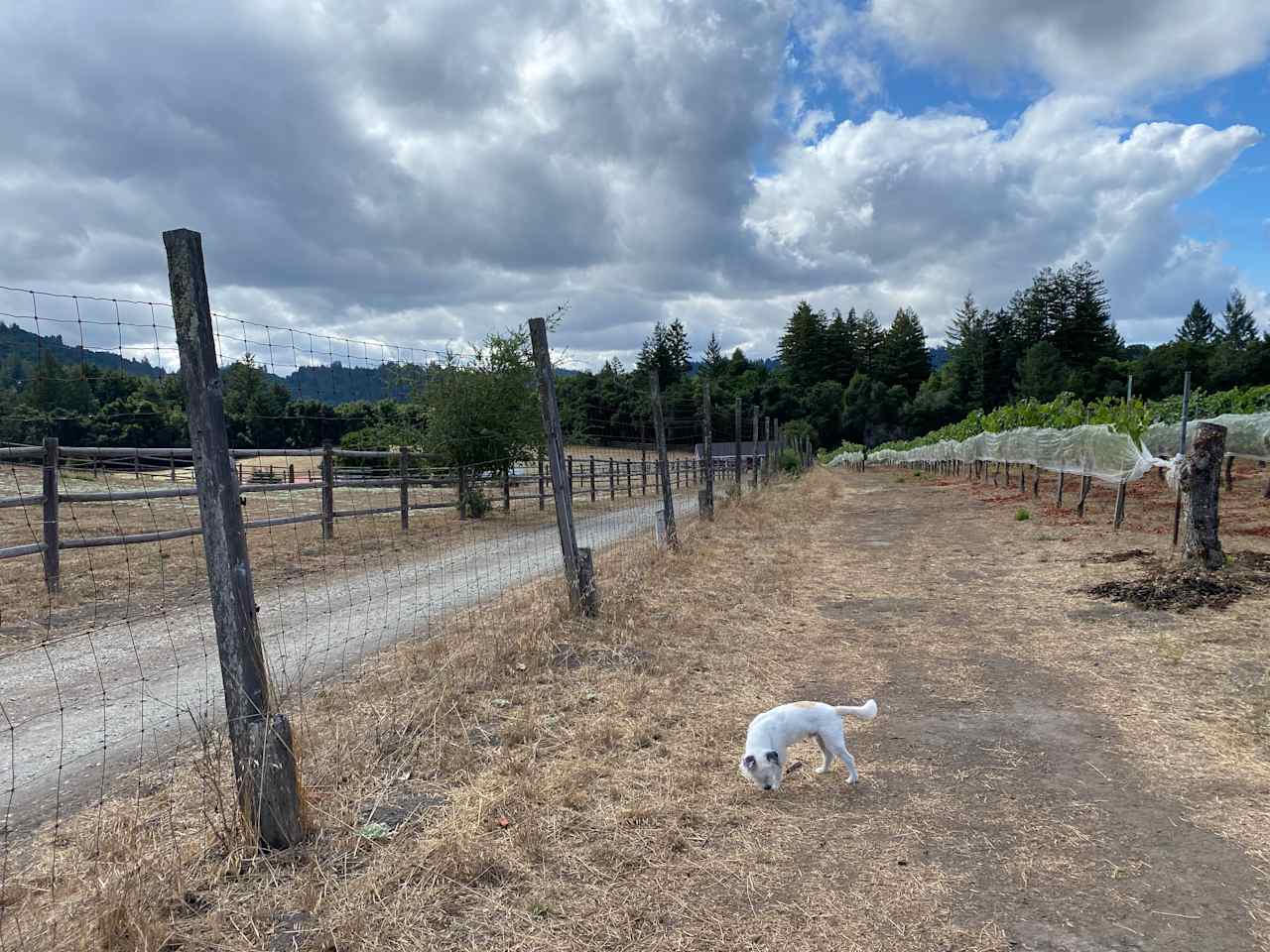 Hilltop Vineyard Dome Glamping