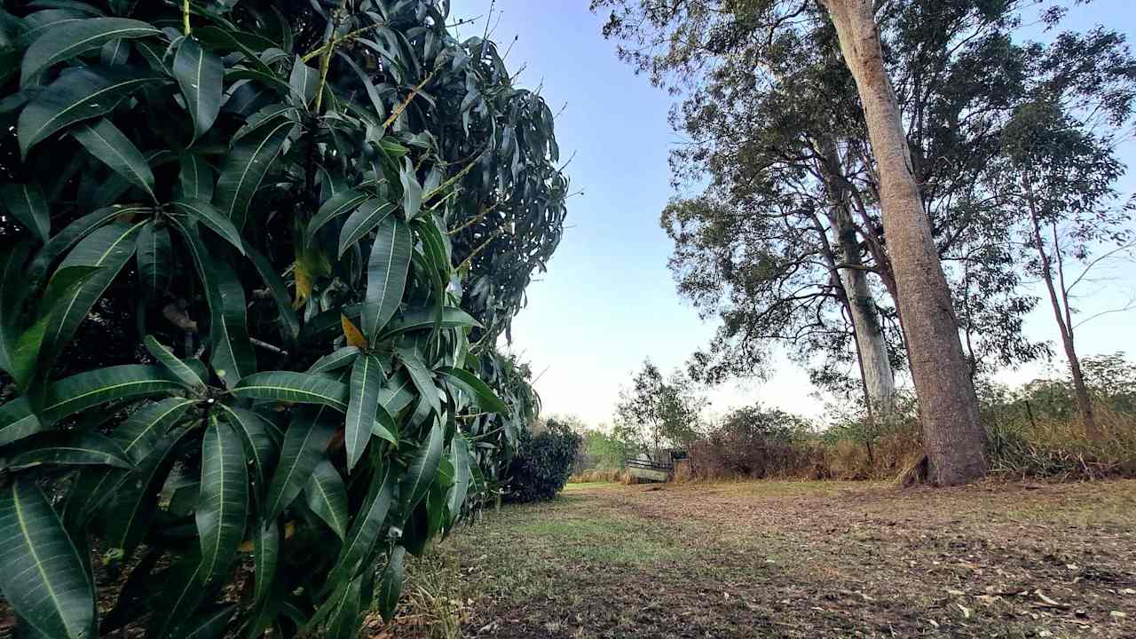 Cherith Palms