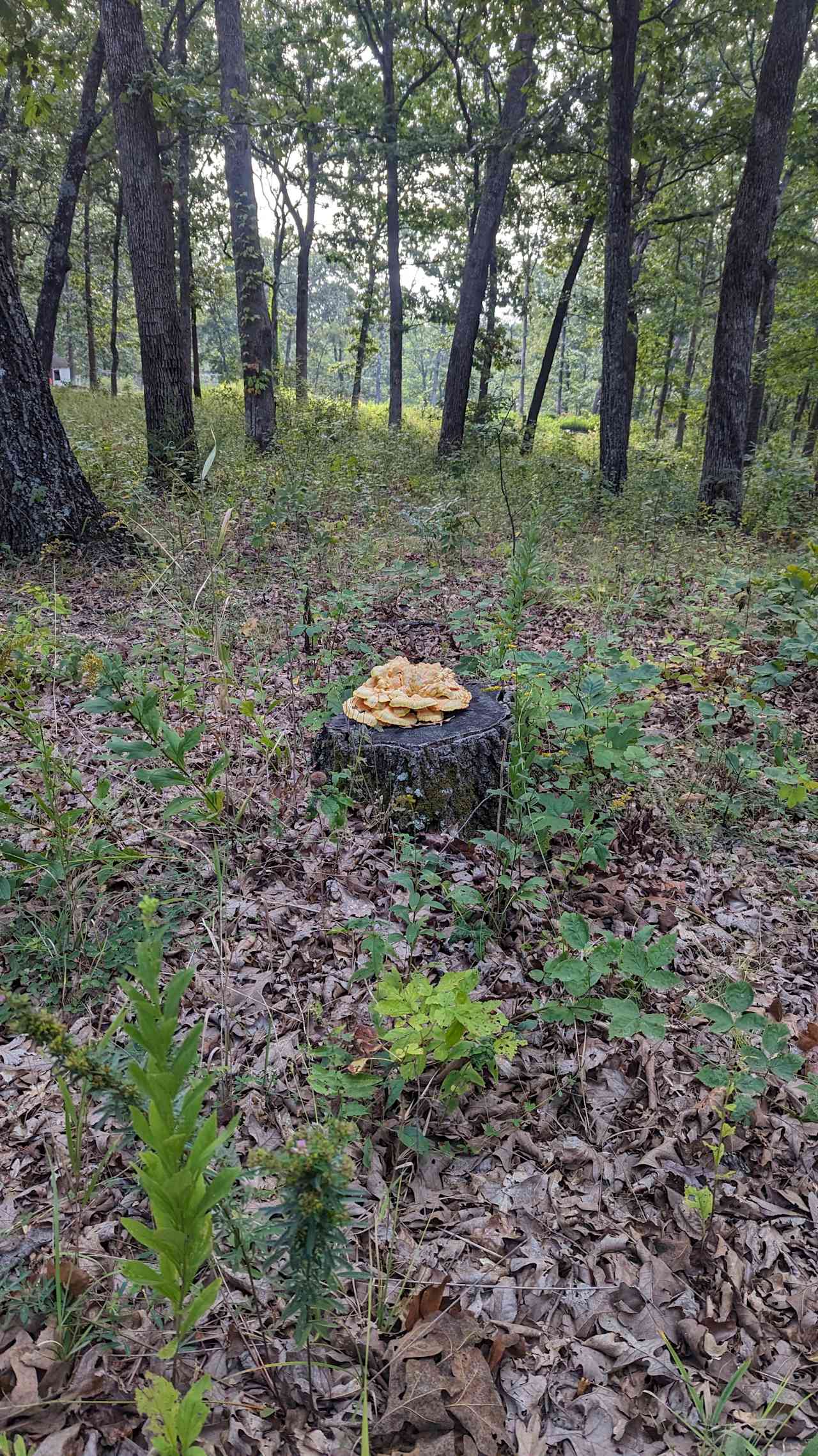 Mushroom Hunting