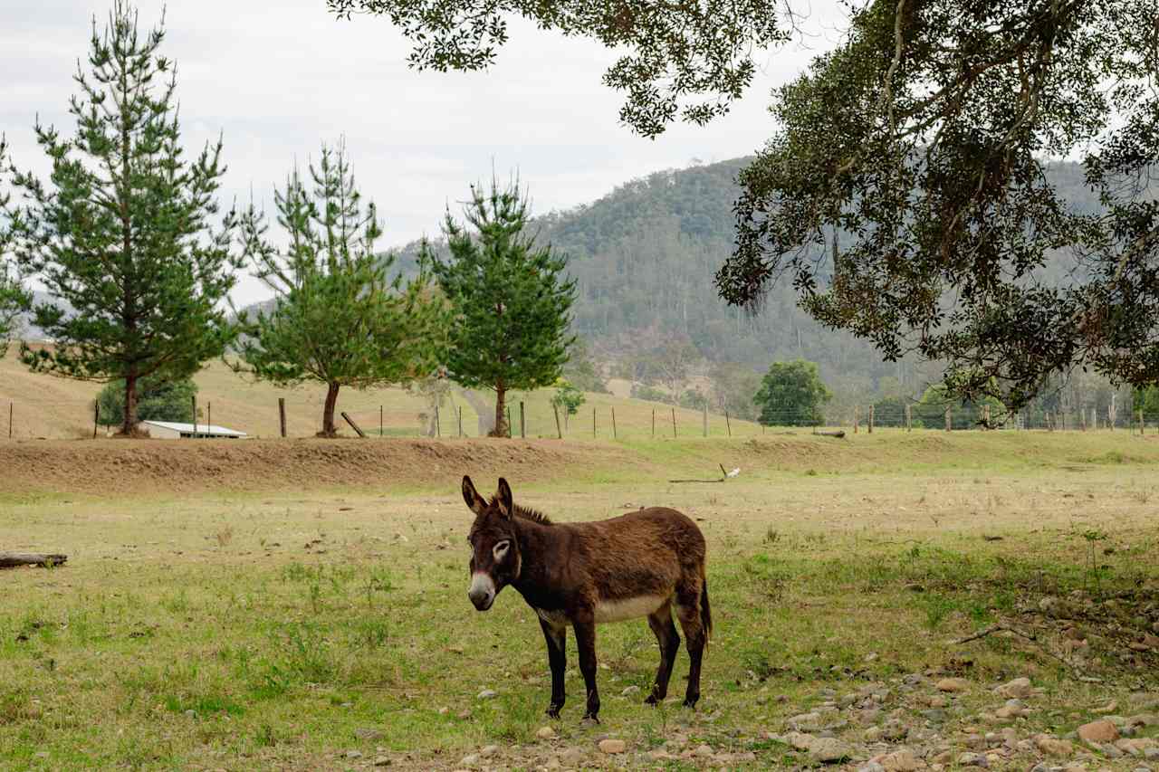 Friendly donkey neighbours