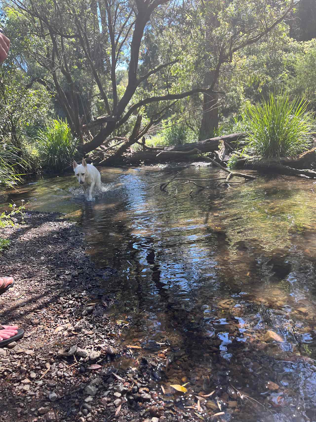 Creek walks