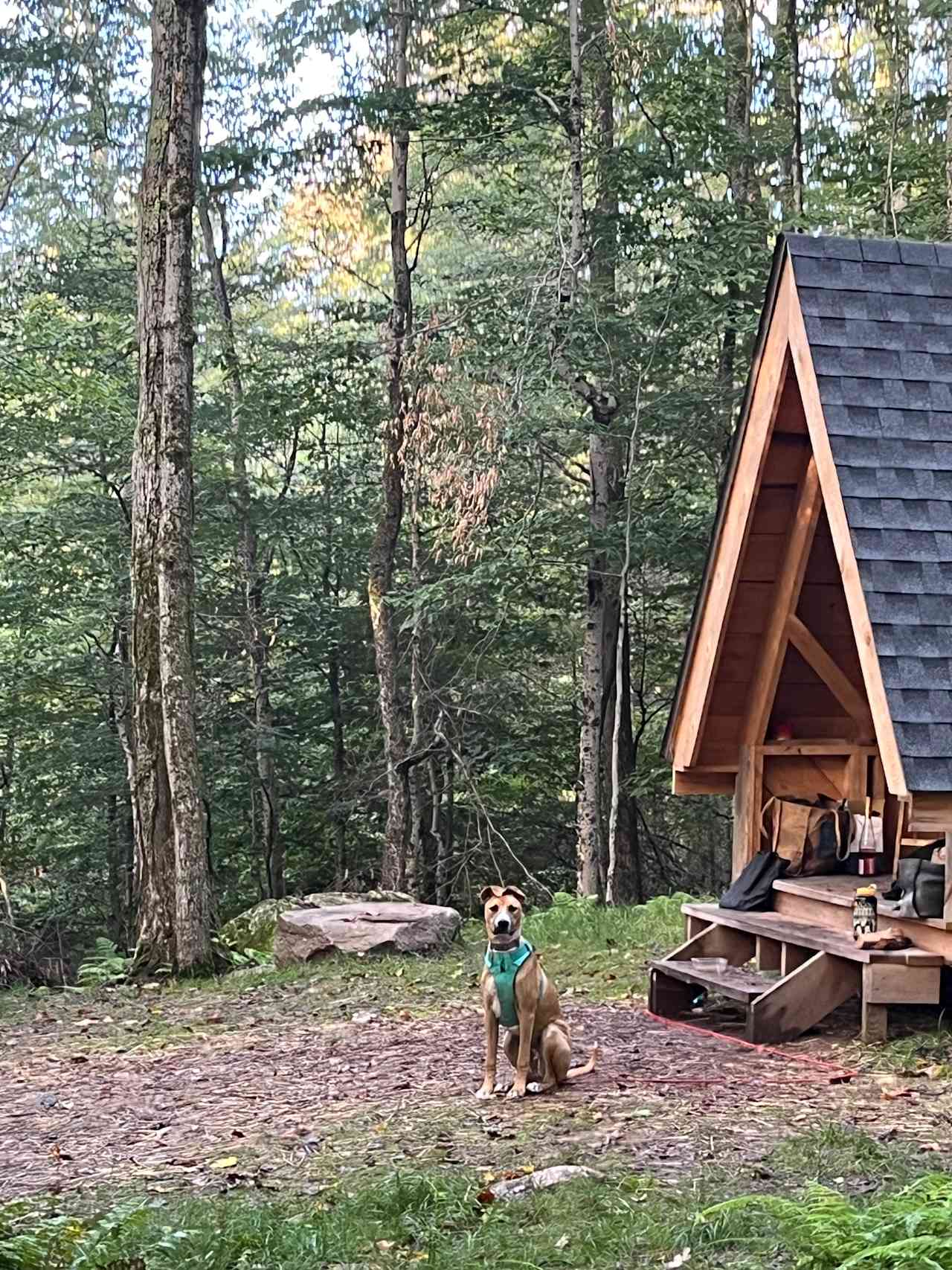 Burr Oaks Forest secluded campsites