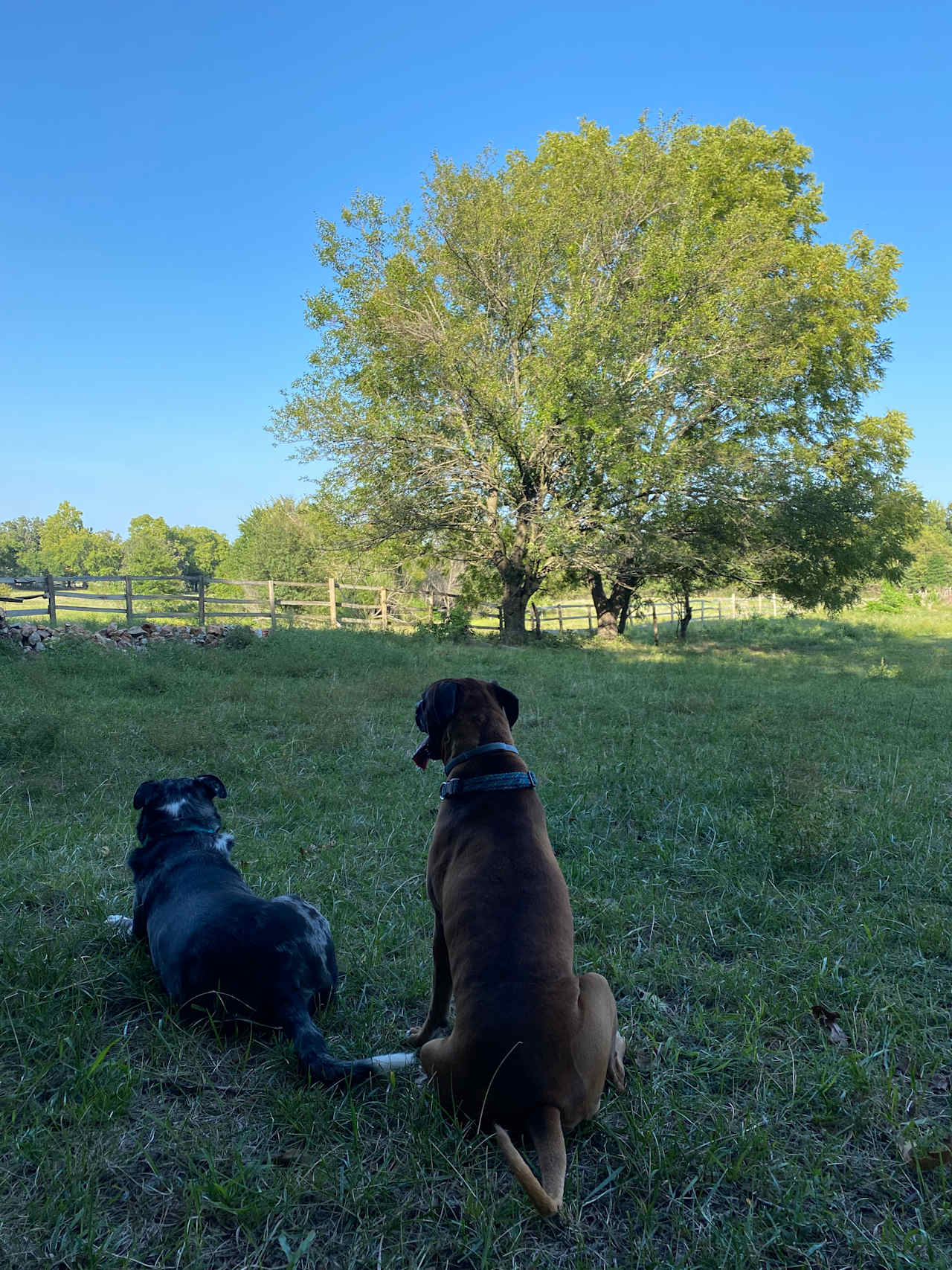 The boys keeping their eyes on the horses!