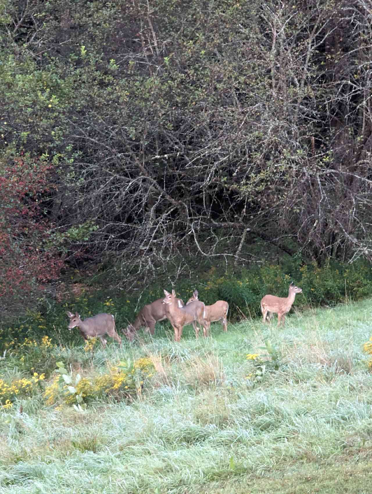 Deer Bear Mountain View