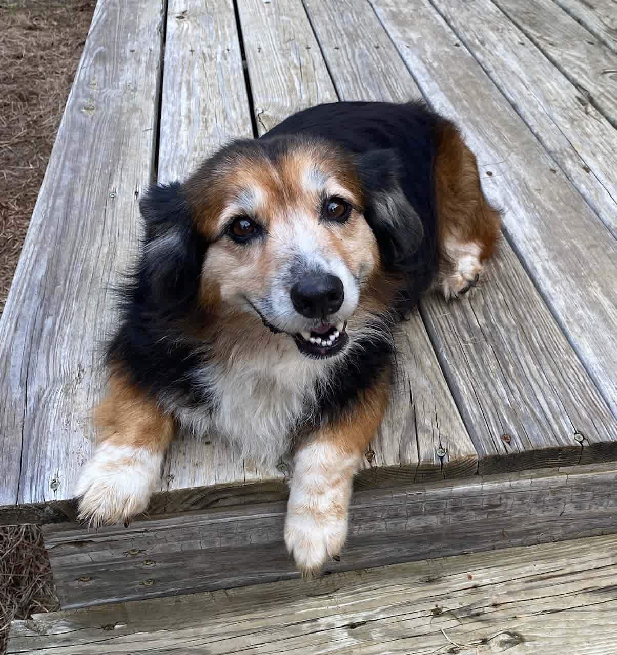 Paisley the camp dog!