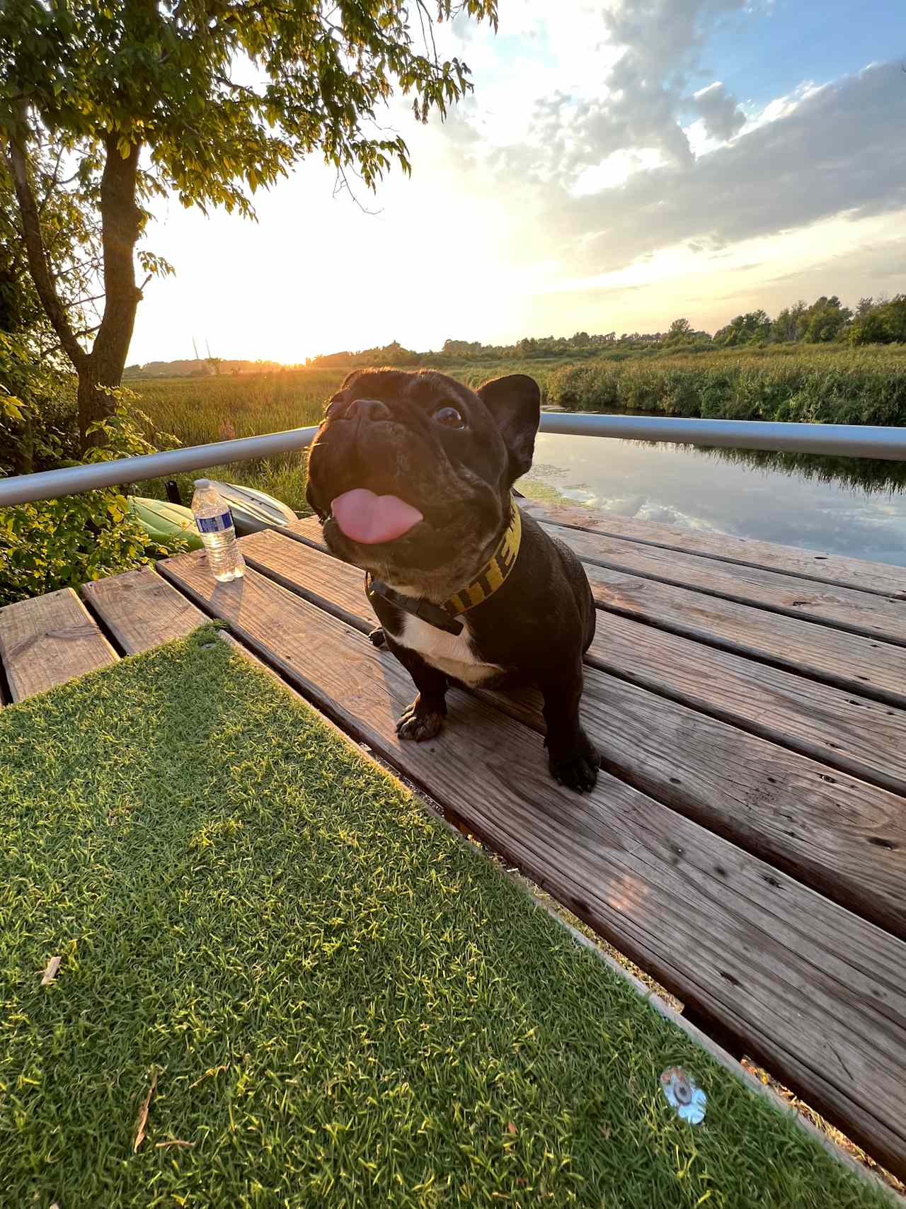 Our pup loved the deck! 