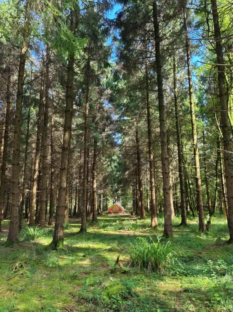 Bridgewood Camping - Woodland camps