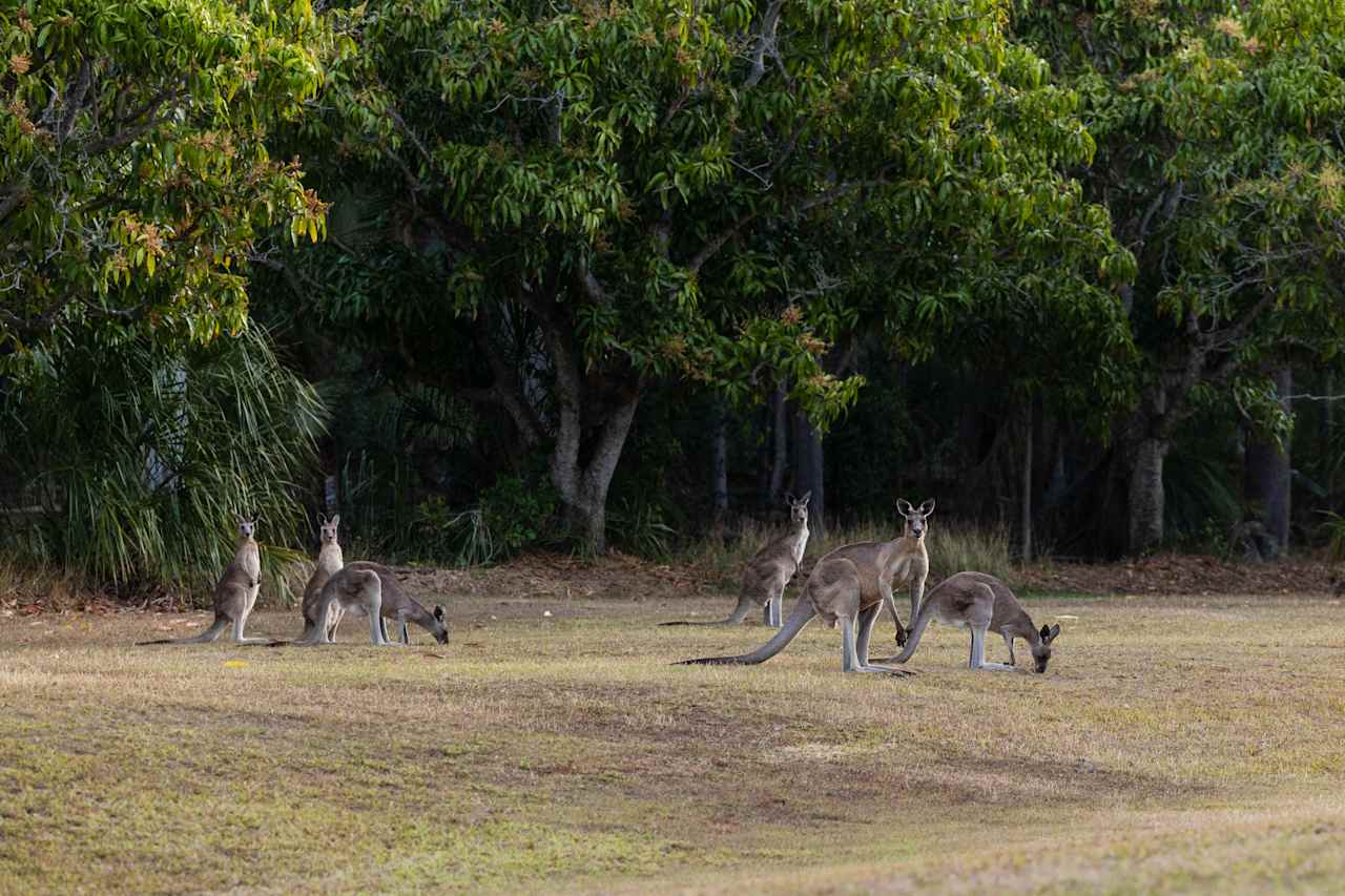 Kangaroo friends