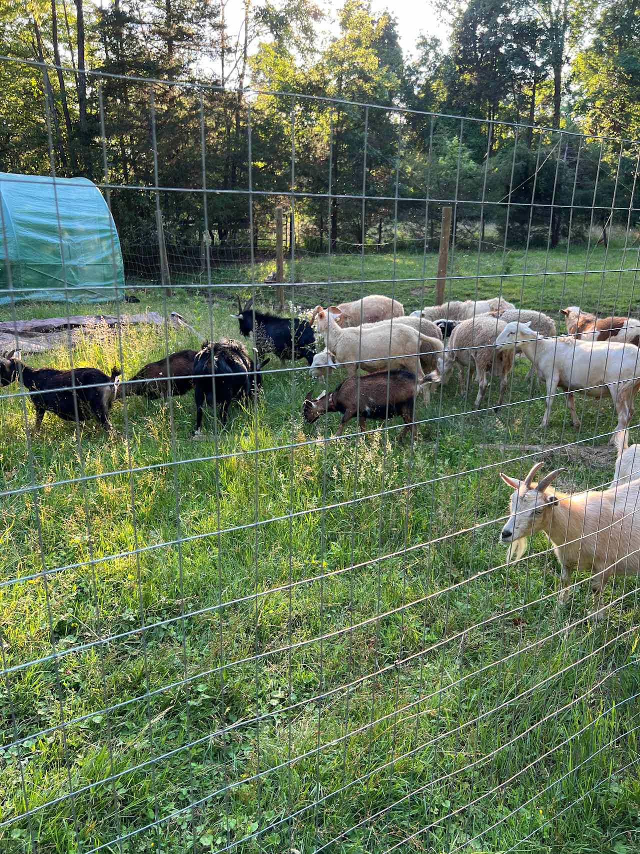 Our goat and lamb herd