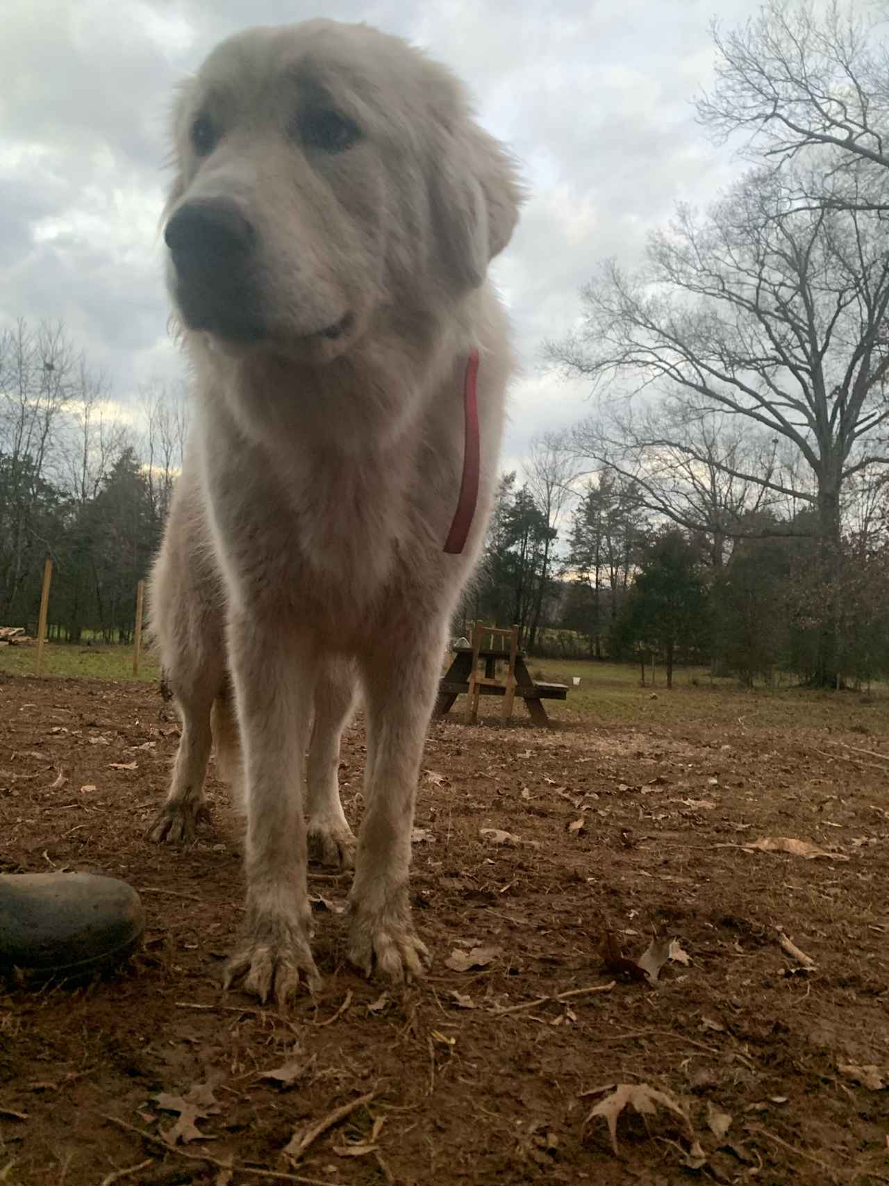 Myra our beautiful Livestock Guardian Dog