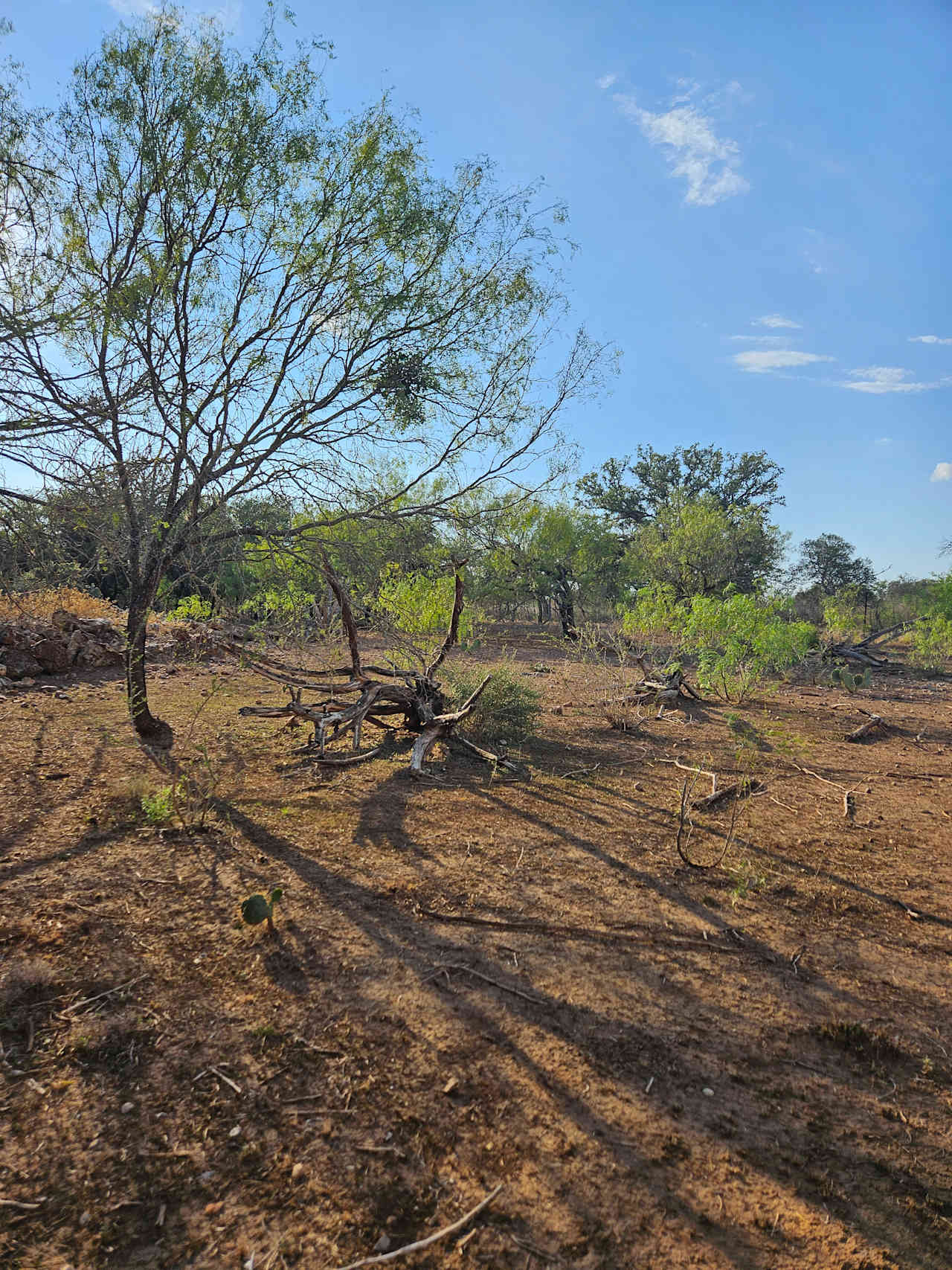 Twin Lions Farm