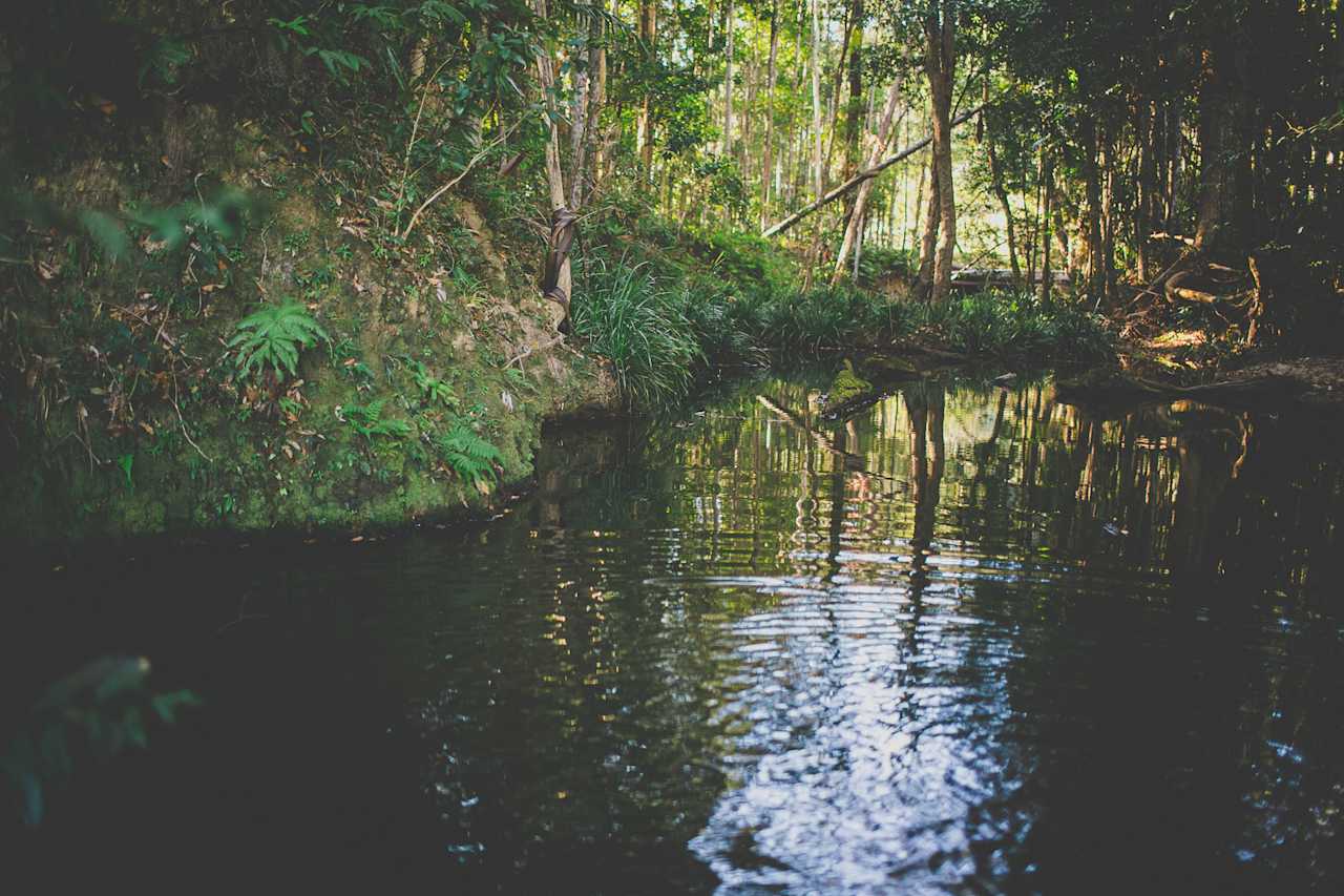 Cedar Banks