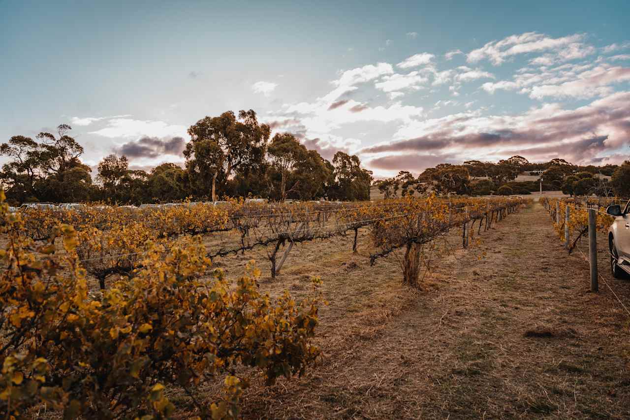 The Old Middleton Winery