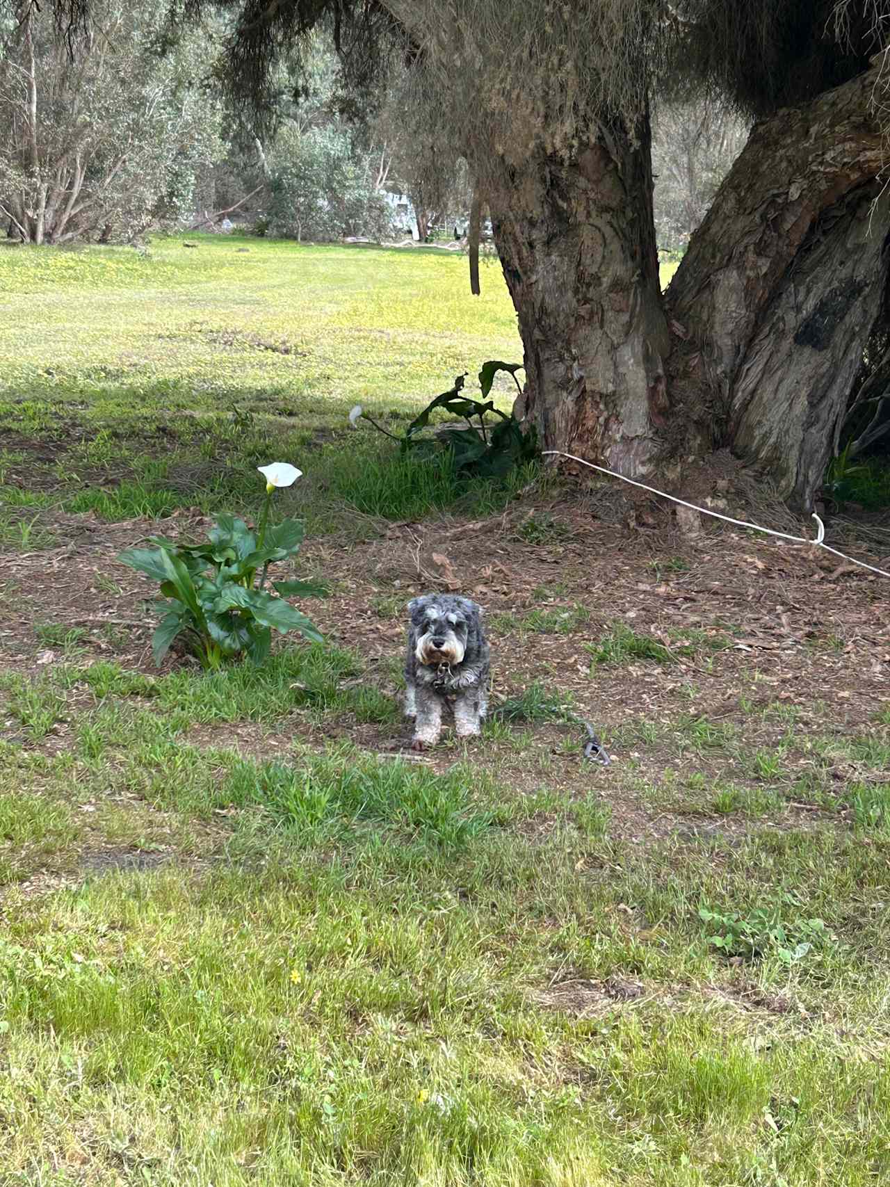 Dogs on leash welcome