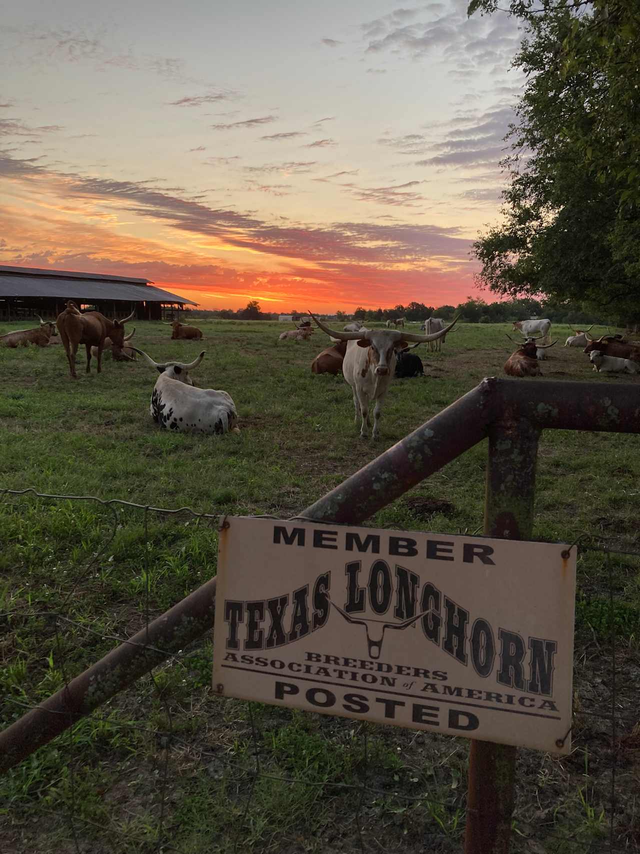 MJ Longhorns Ranch