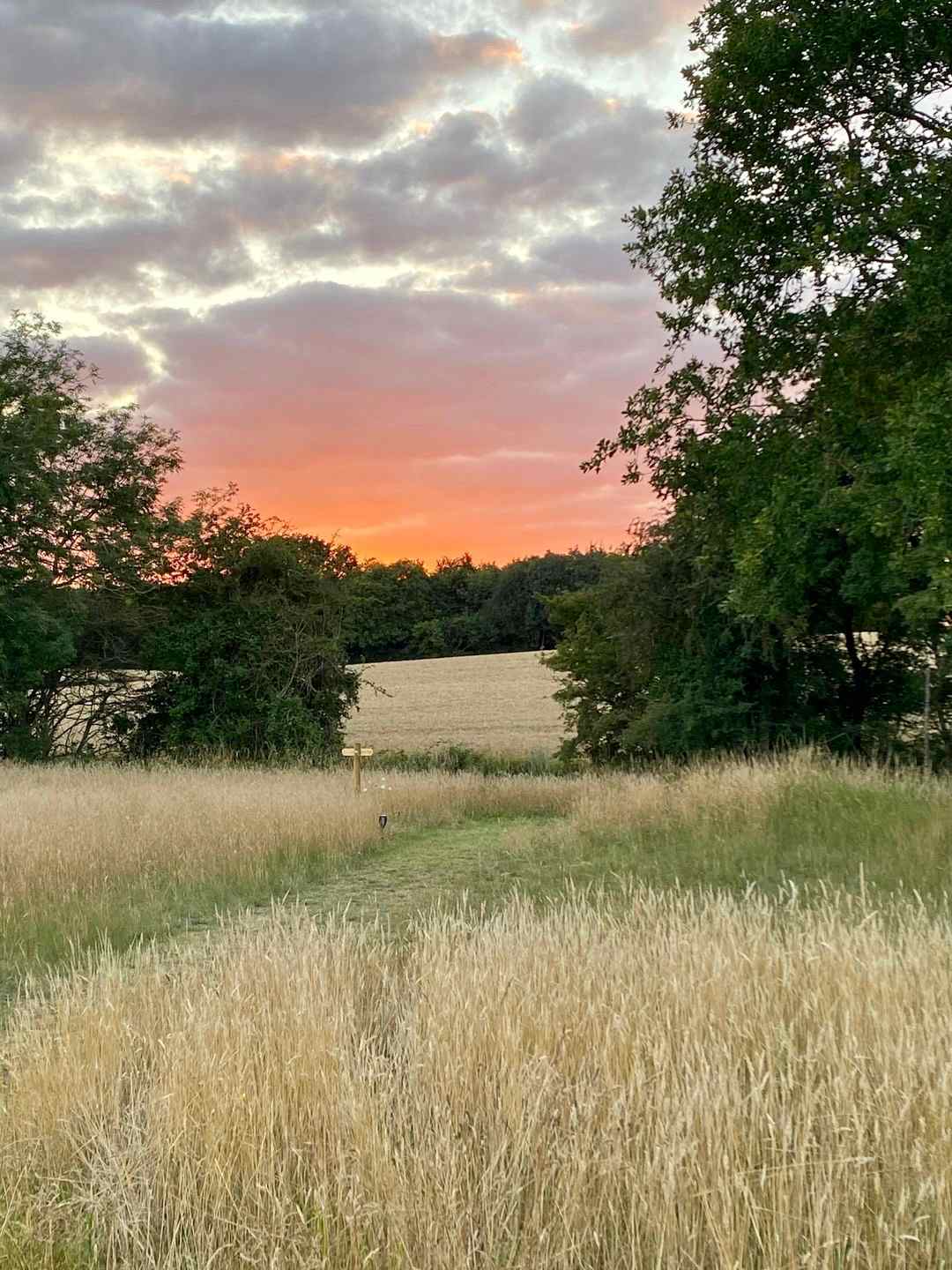 Finchingfield Lavender & Camping