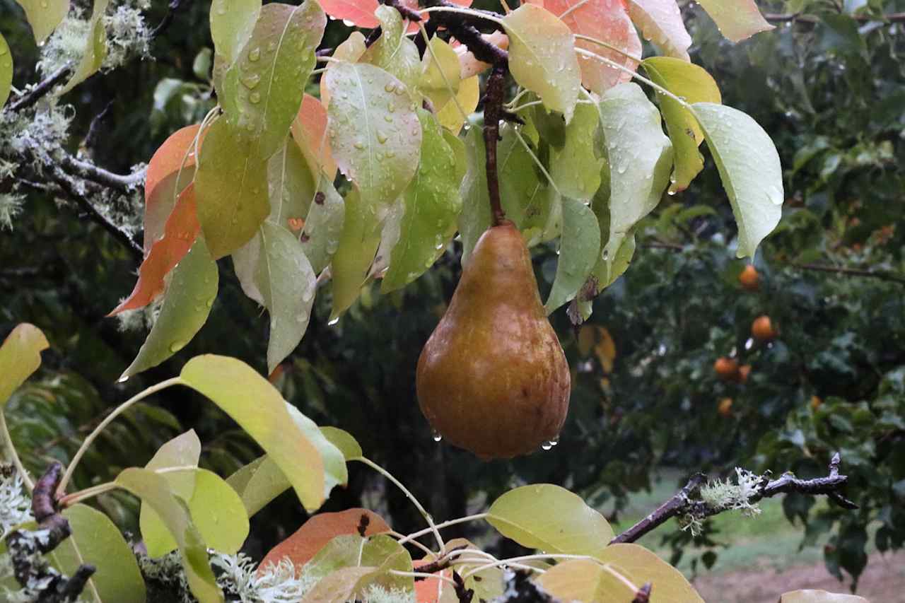 The Hummingbird Homestead