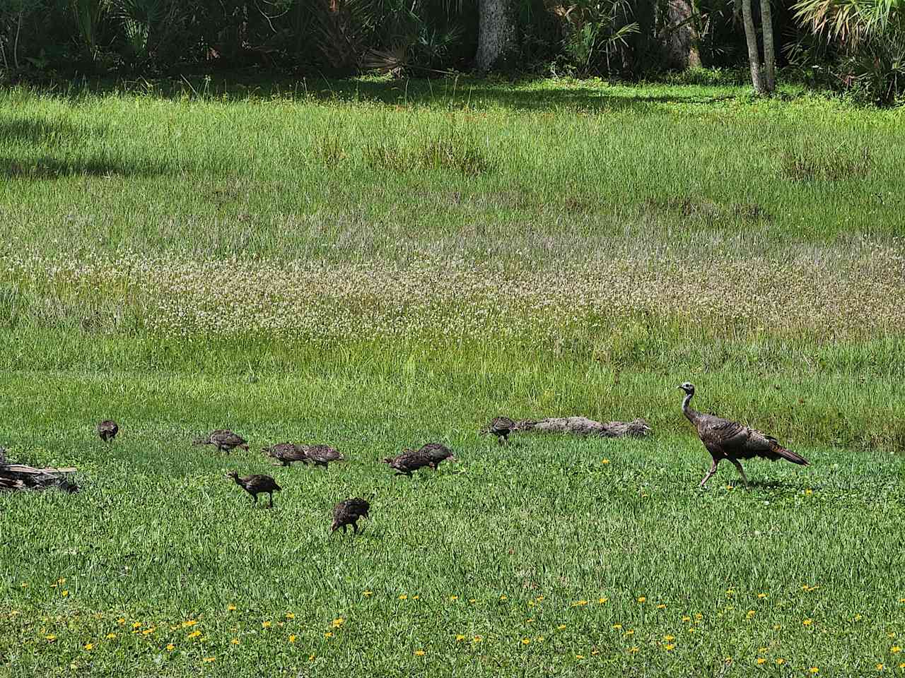 Look at all the babies with their mama!