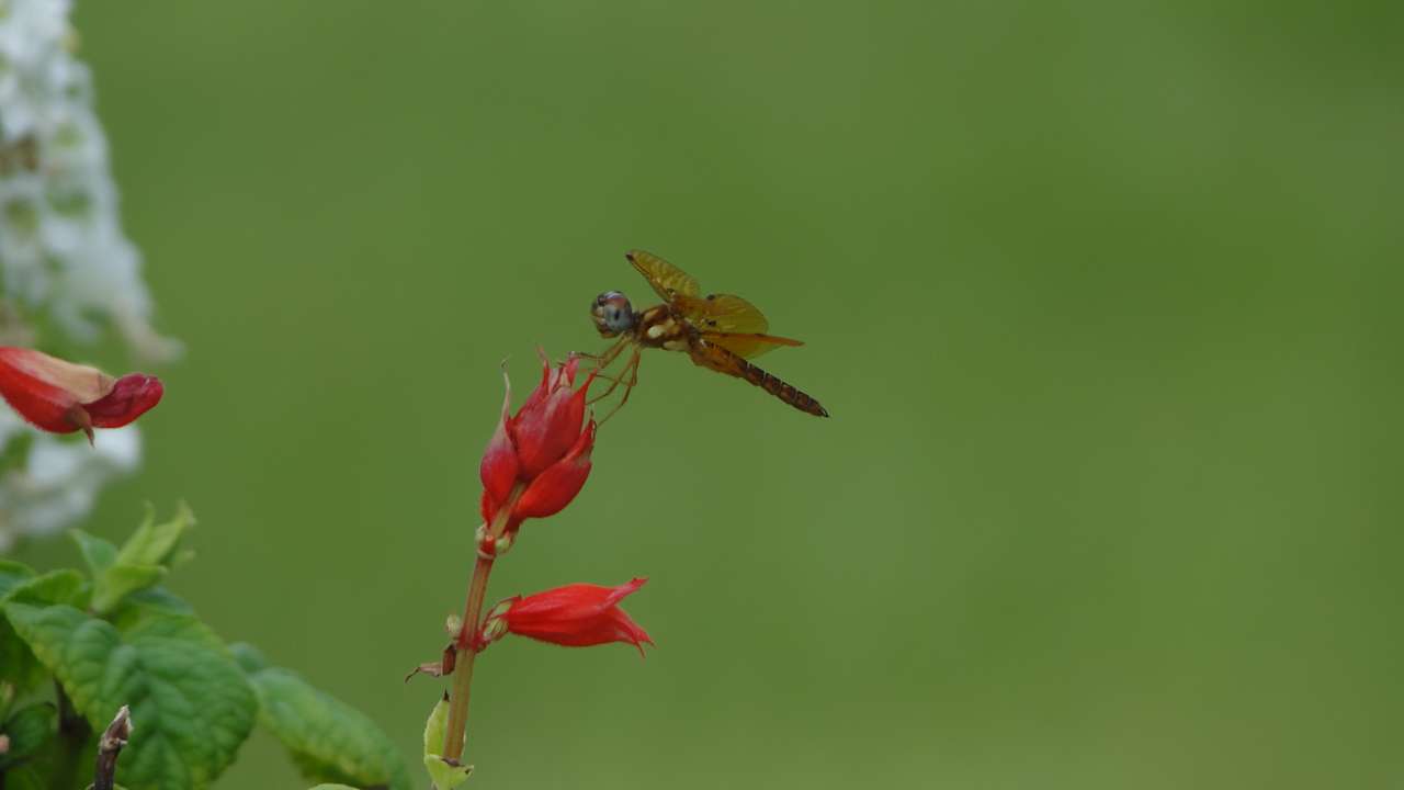 Dragonfly