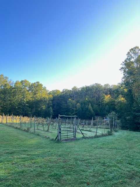 Vineyard is also home to Runner Ducks who have free reign of the fenced area. 