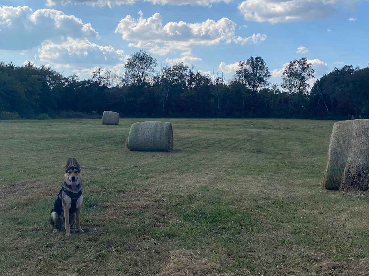 Poppy's Ponderosa