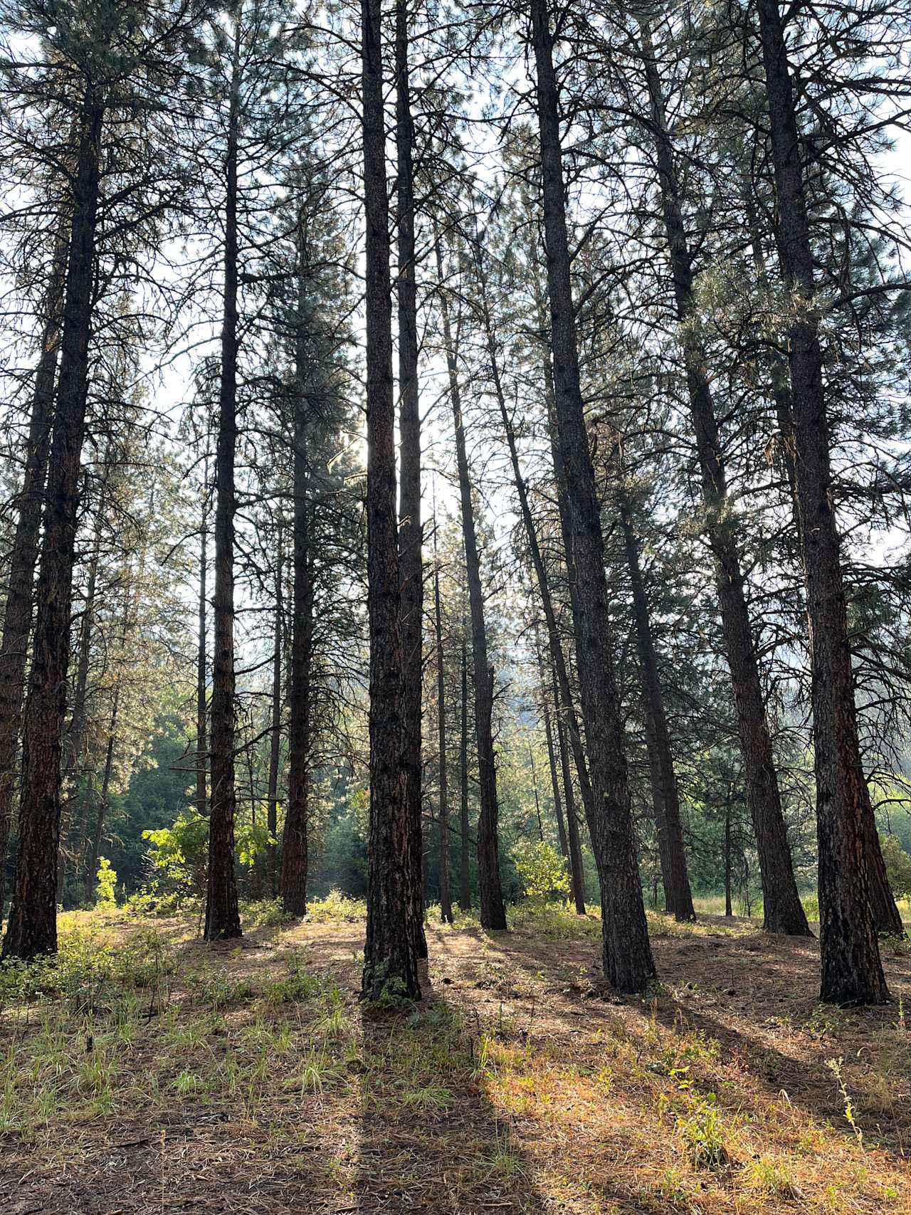 Shiefer Campground