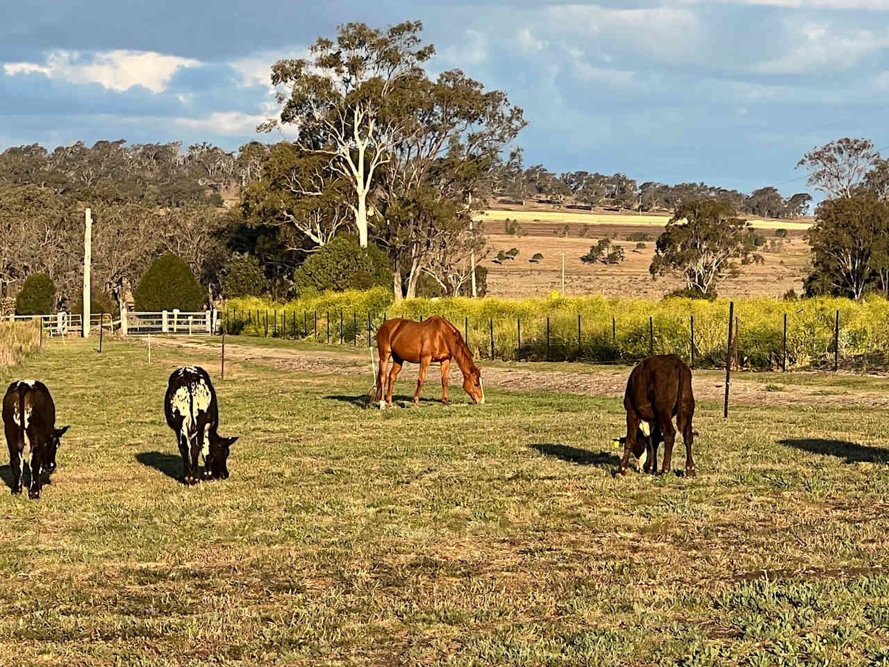 Pittsworth Camping