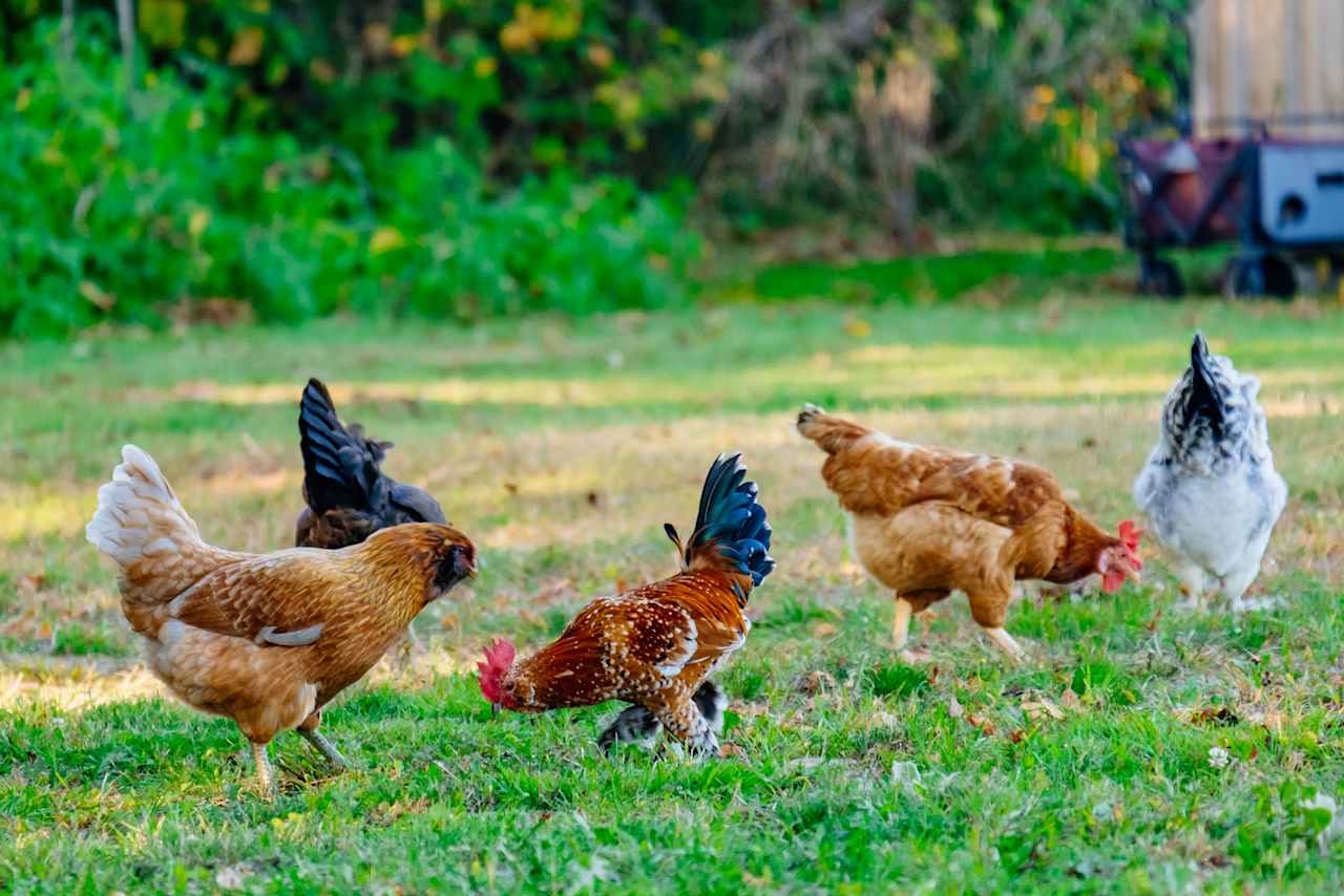 Free Range Chickens