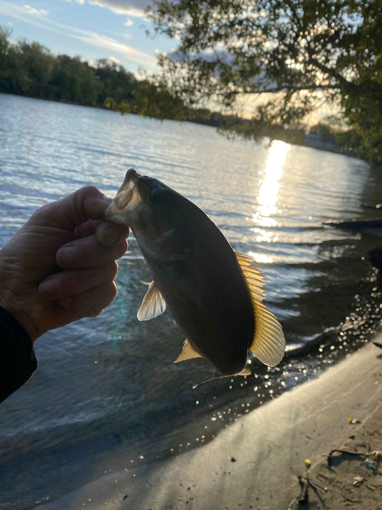 East Woods on the IL River