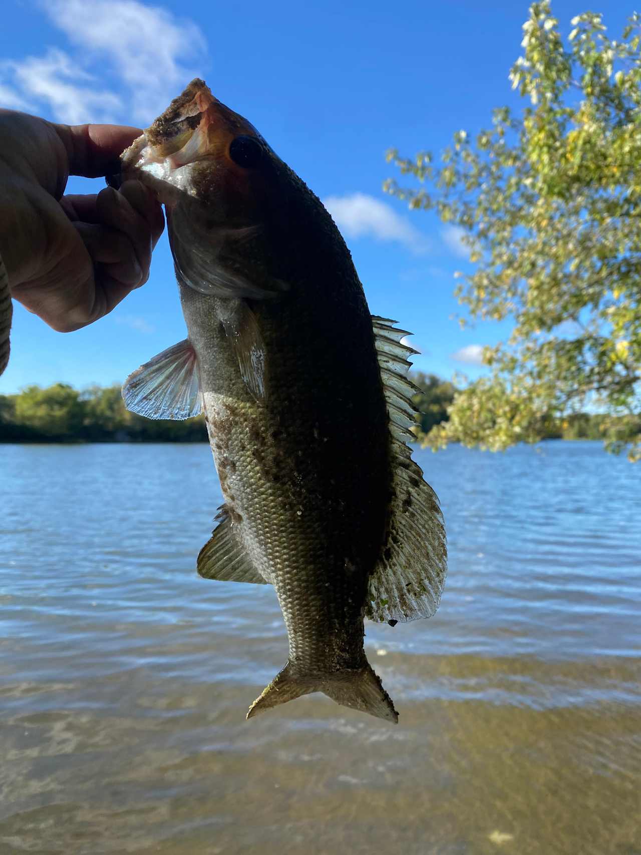 East Woods on the IL River