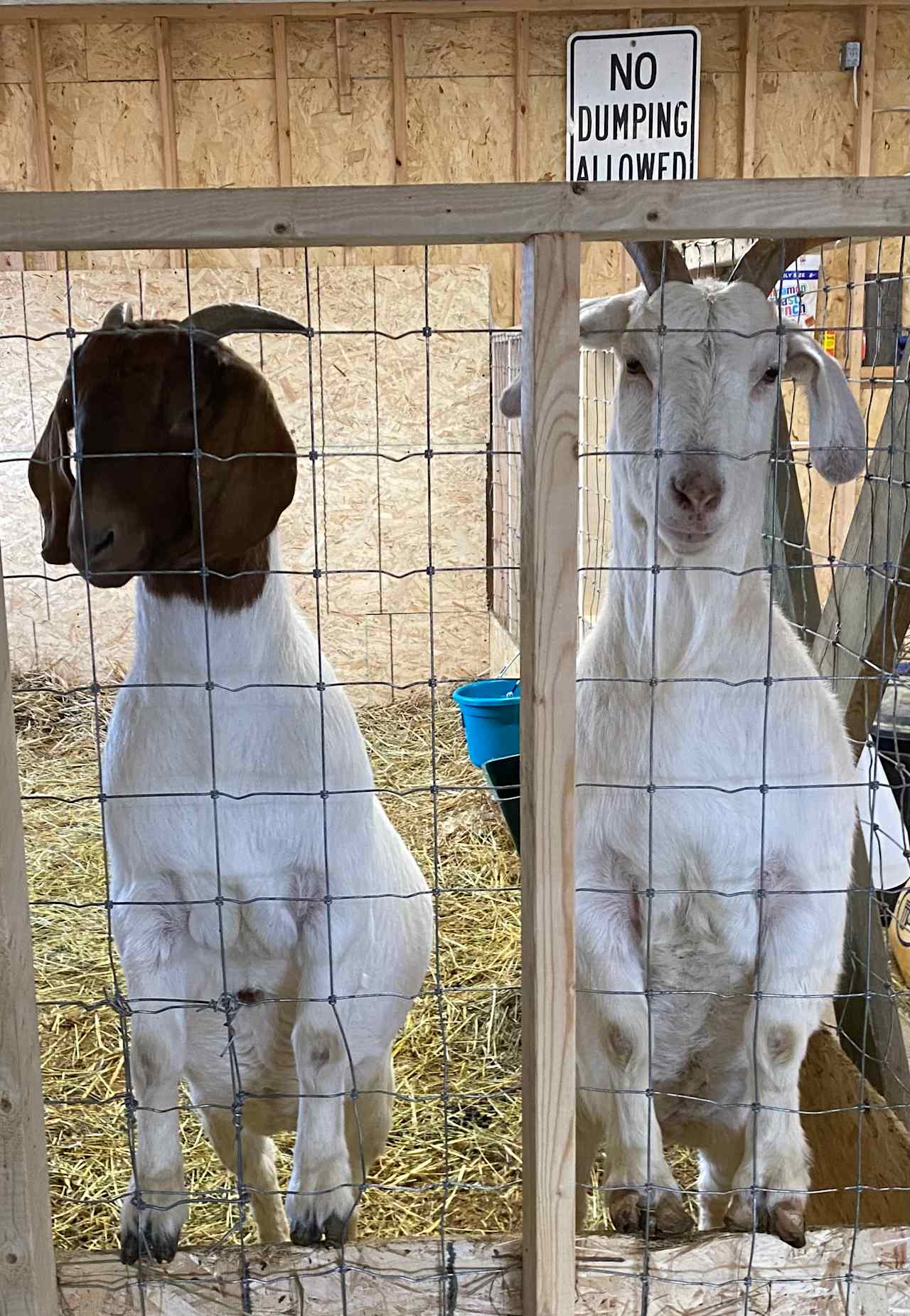 Sally (brown face) and Sugar (all white) are our friendly goats. They are typically outside in their pen waiting to yell at visitors for attention. 