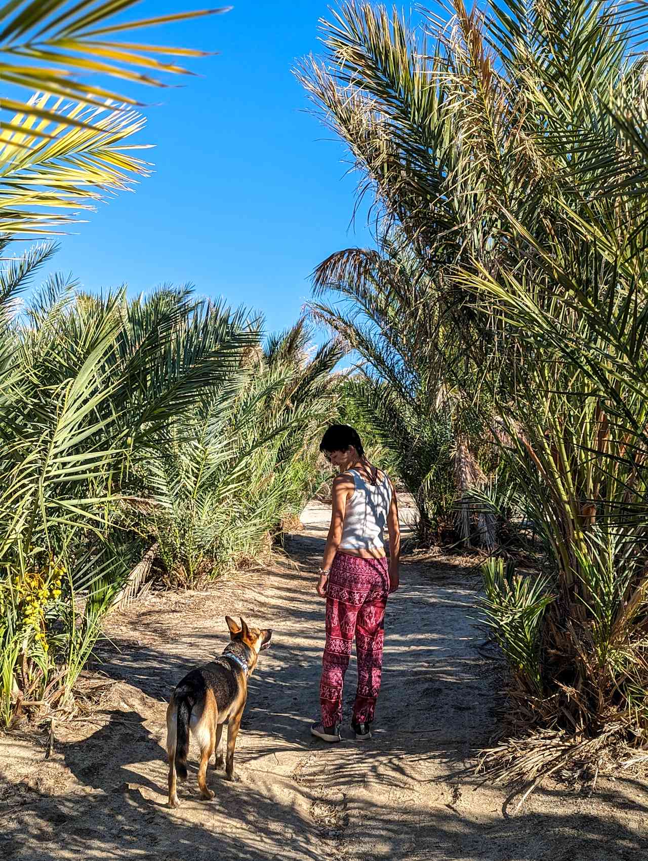 Trails surrounded by date trees