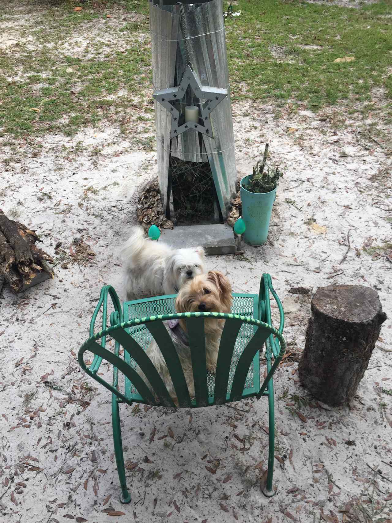 Dogs hanging out at the firepit