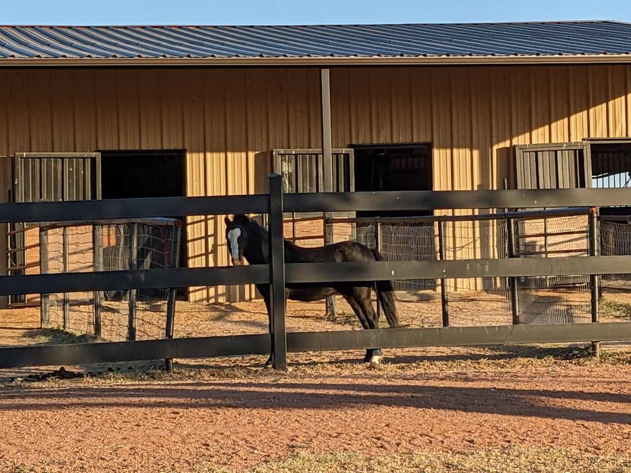 Meet new friends at the barn