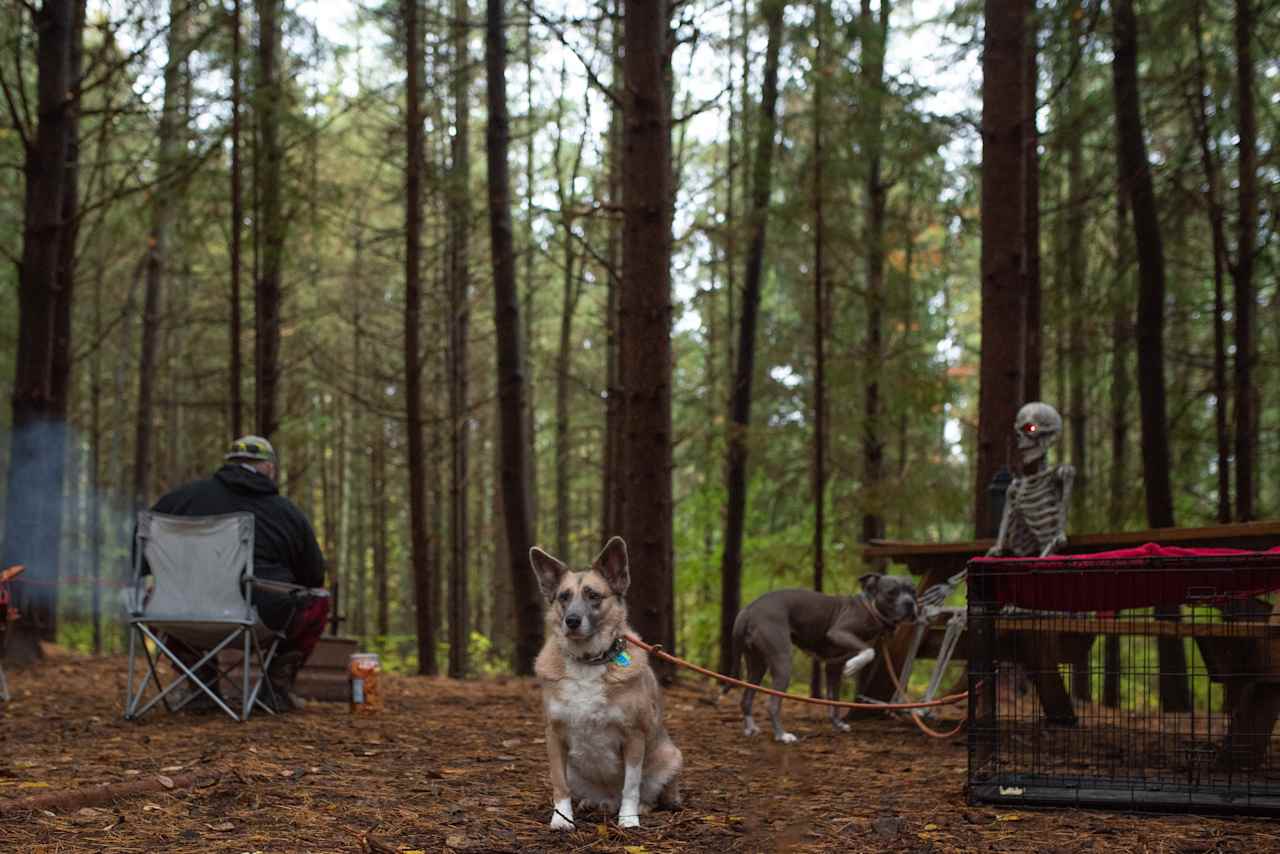 Pine Canopy Site with picnic table and firering