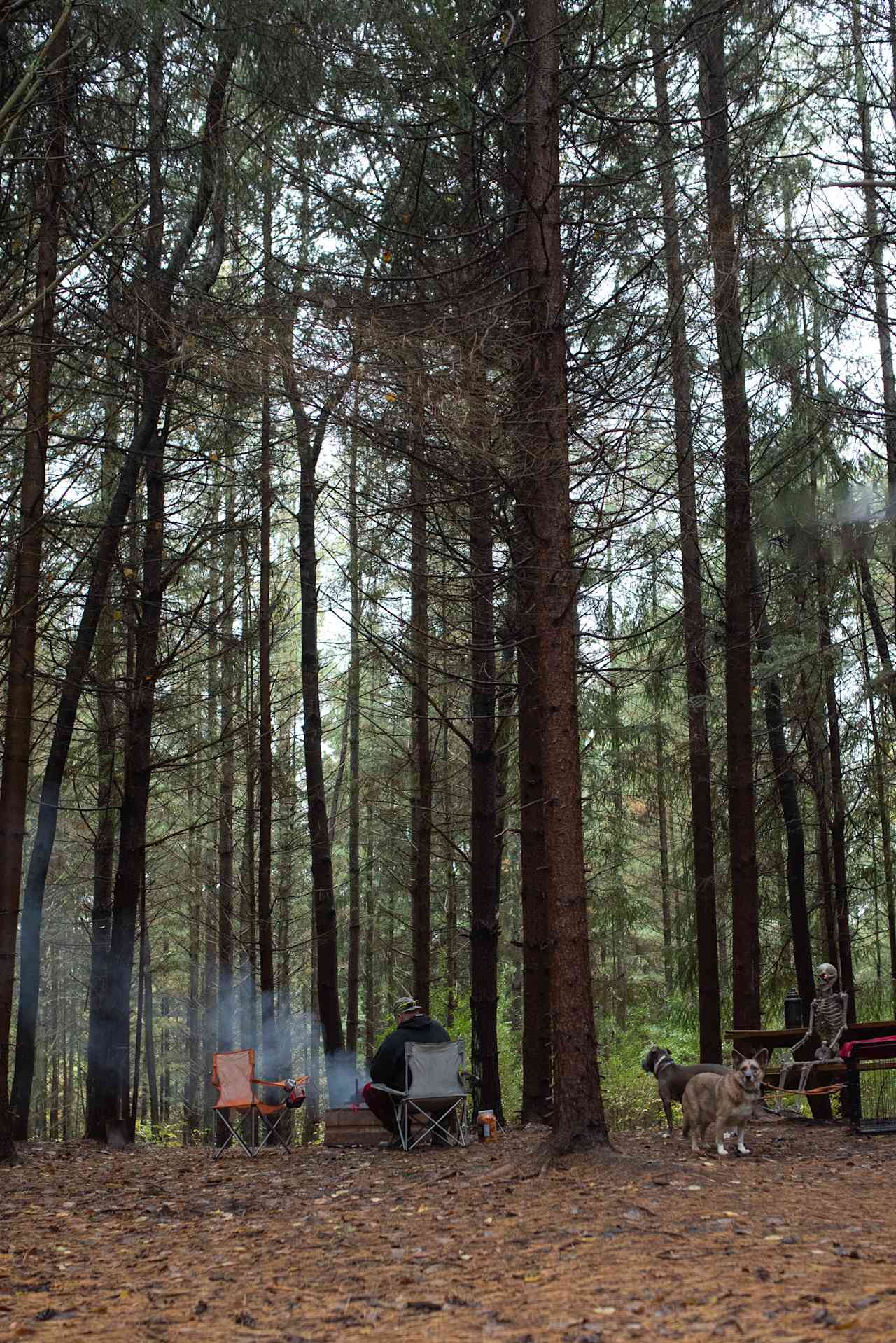 Tall pines keep pine canopy site well shaded