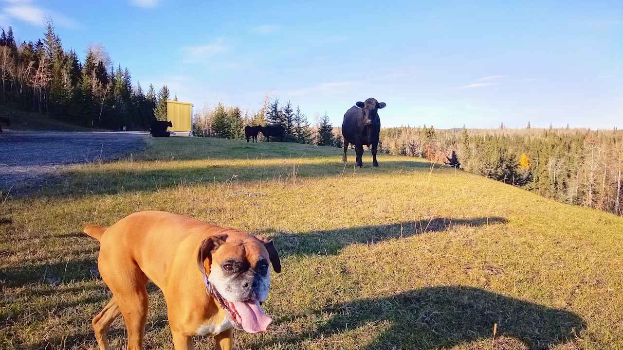 Cattle Ranch in the Foothills