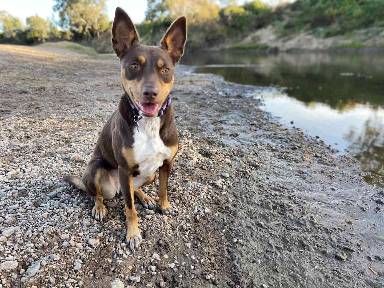 our kelpie down at the river