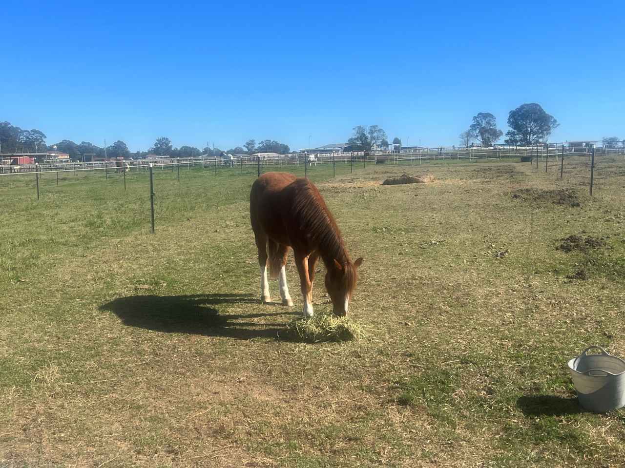 Peppertree Pony Camp