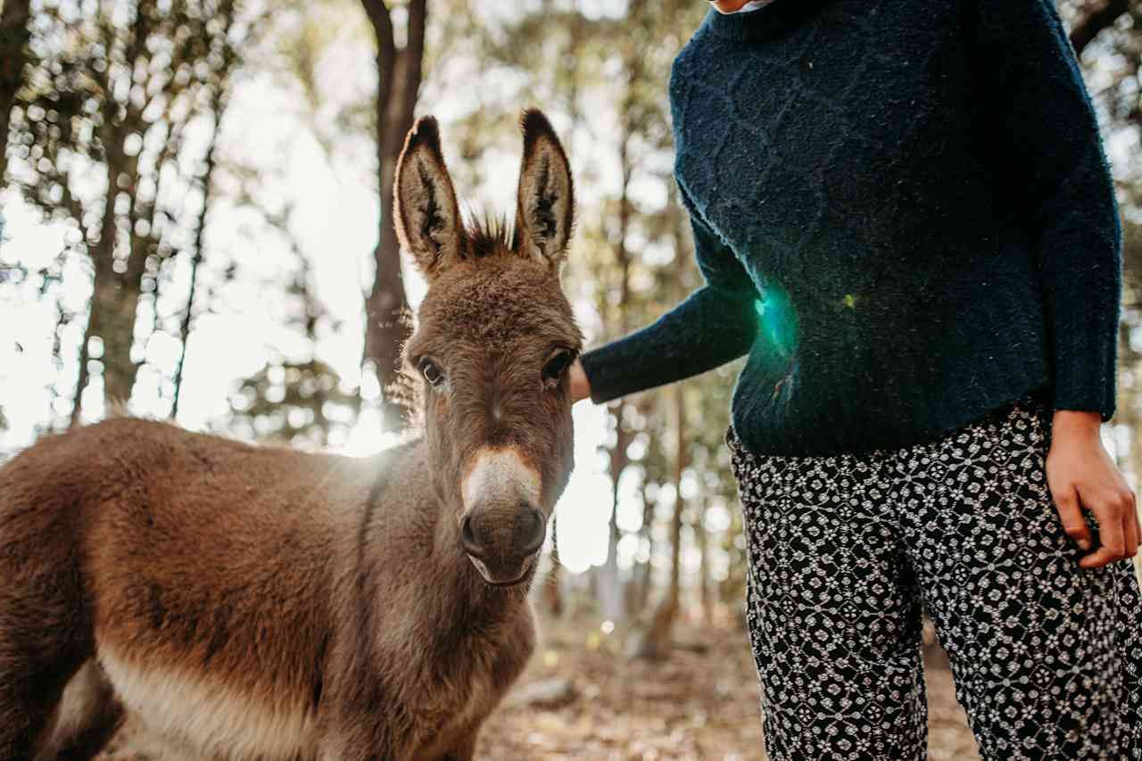 The Wandy Donkey Camp