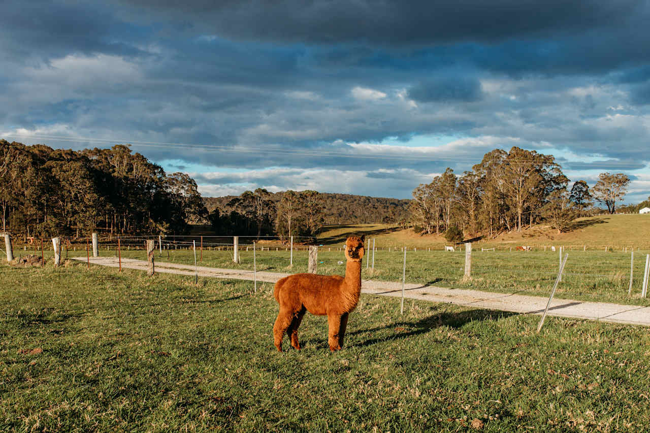 Norri the alpacca 