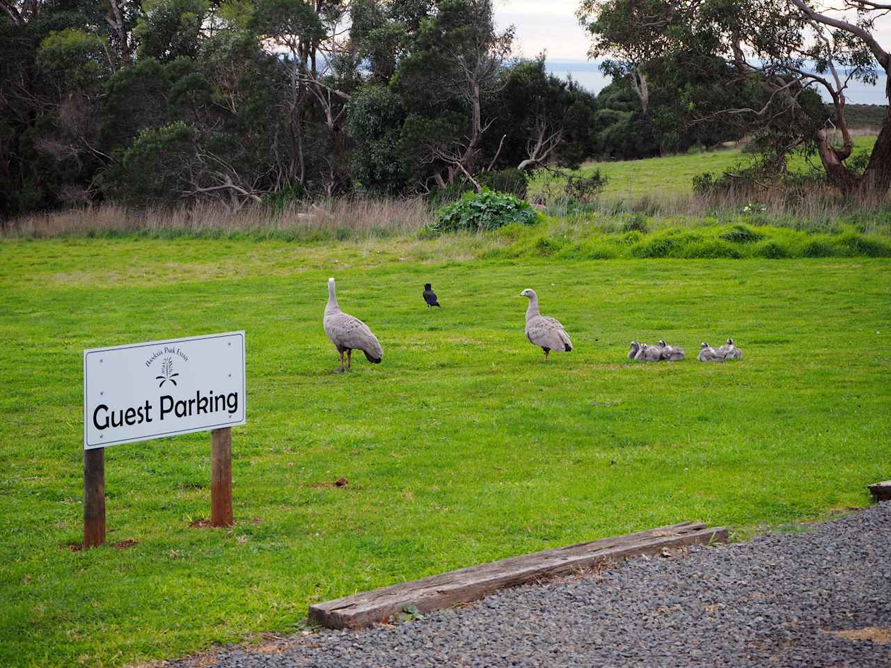 Guest Parking