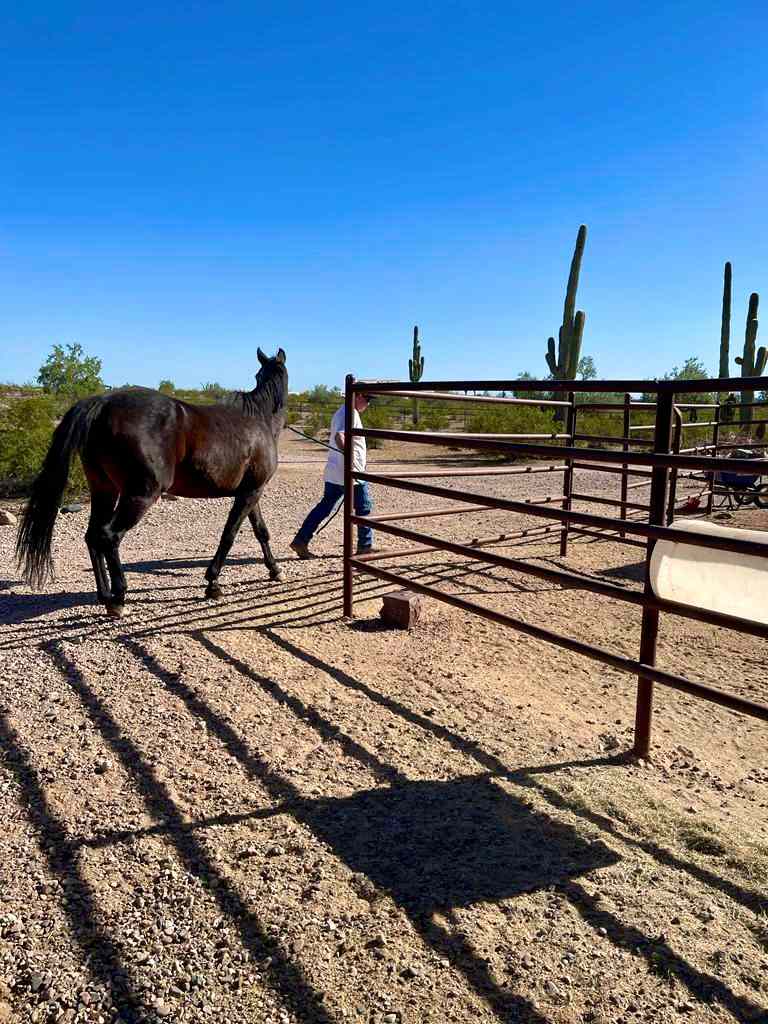 Rancho Campeón