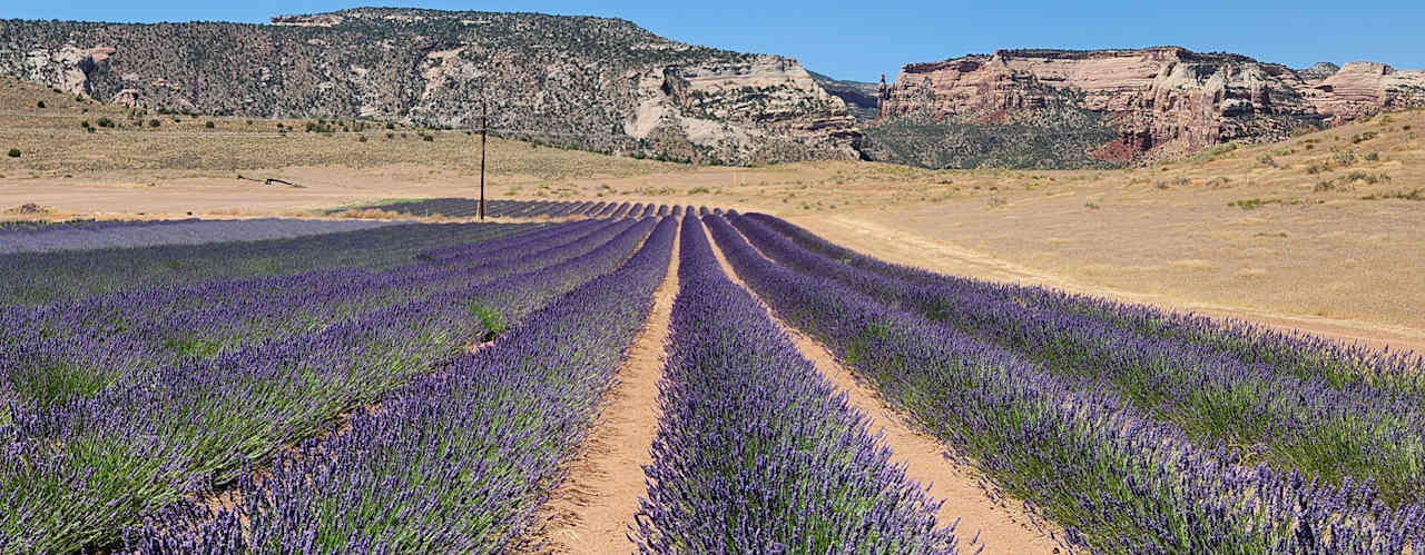 Lavender field Monument view in July 