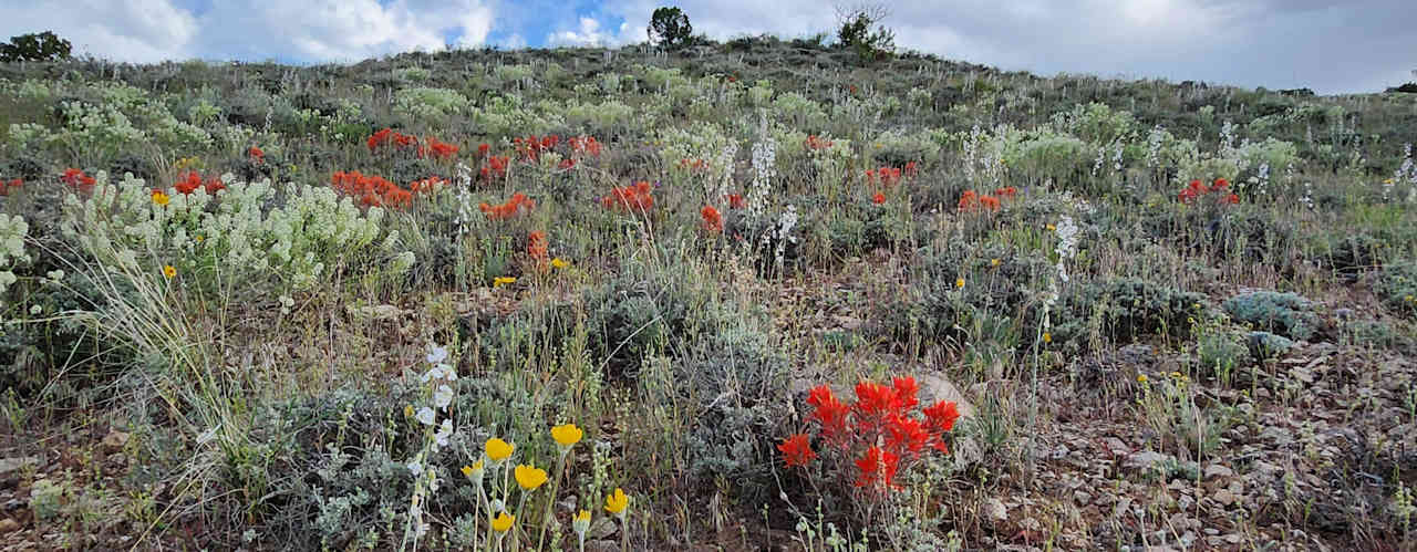 Spring Wild Flowers