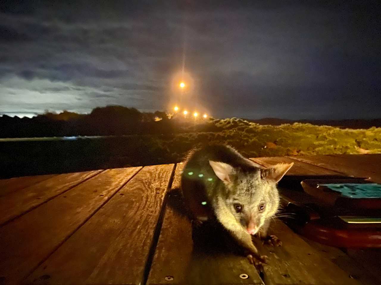 Possum magic