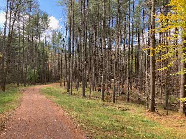 Road on Perimeter of Campsite Property